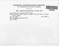 Puccinia recondita image